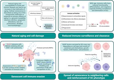 Impact of senolytic treatment on immunity, aging, and disease